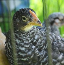 Racquella, Our Barred Plymouth Rock